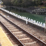 さくめ - えさタイム以外はおとなしくしています