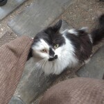 モリネコ コーヒー - 猫ちゃん