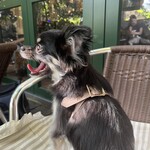 カフェ・フェリーチェ - 