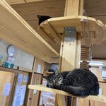 ねこ屋 - 