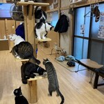 ねこ屋 - 