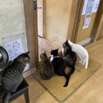 ねこ屋 - お客さん待ち？ご飯待ち？