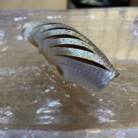 鮨サロン 怜竜 - 小肌握り