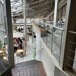 TOOTH TOOTH FISH IN THE FOREST - 