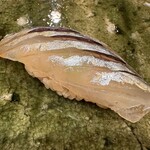 鮨桂太 - サヨリ