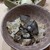 麻布 かどわき - 料理写真: