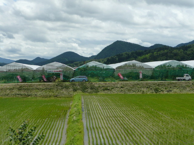 ふる里サクランボ園大曽根直売所 - 西川町その他（その他）の写真