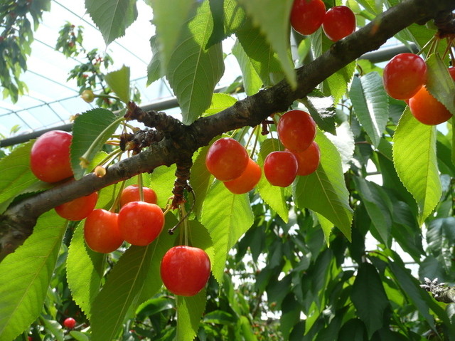 ふる里サクランボ園大曽根直売所 - 西川町その他（その他）の写真