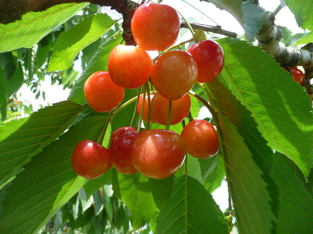 ふる里サクランボ園大曽根直売所 - 西川町その他（その他）の写真