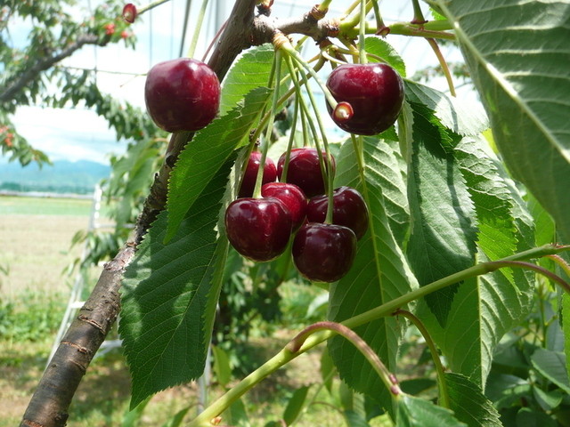 ふる里サクランボ園大曽根直売所 - 西川町その他（その他）の写真