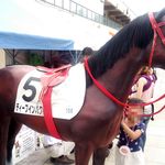 馬事公苑 売店 - ディープインパクト、凱旋門賞の失格は残念でした。　（2013 区民まつり）