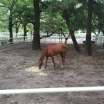 馬事公苑 売店 - 引退後の余生を、楽しんでいただければ幸いです　（2011 愛馬の日）