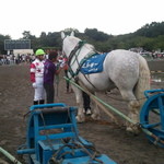 馬事公苑 売店 - ばん馬のケツは大迫力です、筋肉のカタマリ　（2011 愛馬の日）