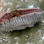 すし処 とし - イワシ