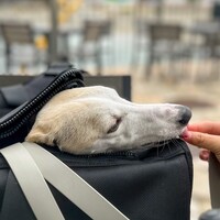 レストラン ラ・マーレ - 