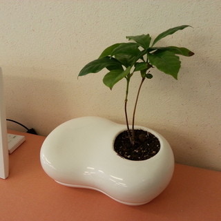 カフェ・ティア_2