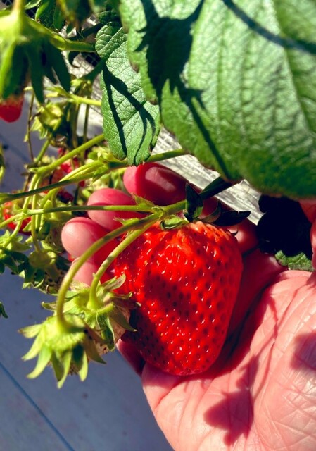 北上いちご園 - 柳原（その他）の写真