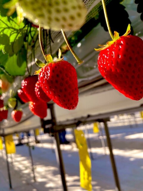 北上いちご園 - 柳原（その他）の写真