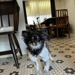 ドゥミュミュール 樹の音 - 