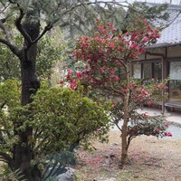 レストラン 翠葉 - 