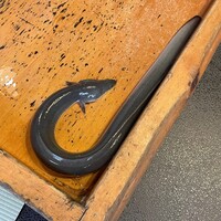 日本料理 梅林 - 本日の鰻