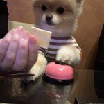 ガストロノミヤ 古賀圭祐 - 