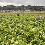 館山ザーサイ農園 - 