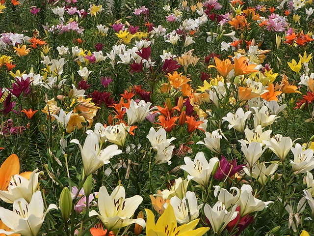 大阪まいしまシーサイドパーク 旧店名 大阪舞洲ゆり園 コスモスクエア その他 食べログ