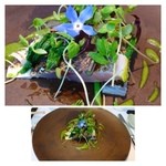 NARISAWA - ◆「初夏の山と海」と名付けられたお料理。 
      軽くスモークした鰆は焼き加減もよく美味しい。 
      