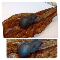 NARISAWA - ◆「森のエッセンス・里山の風景」と名付けられたお料理。 