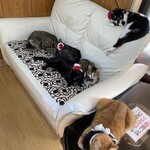 ねこ屋 - 