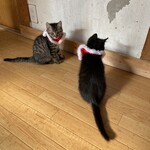 ねこ屋 - 