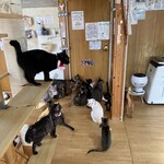 ねこ屋 - 