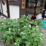 そば処 庄司屋 本店 - そばの花