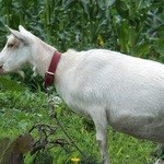 レストラン ビオス - 庭では山羊が草を食んでいました。