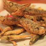 イル・クッチョロ - 