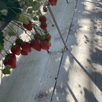 北上いちご園 - 甘くて大粒のいちご♡