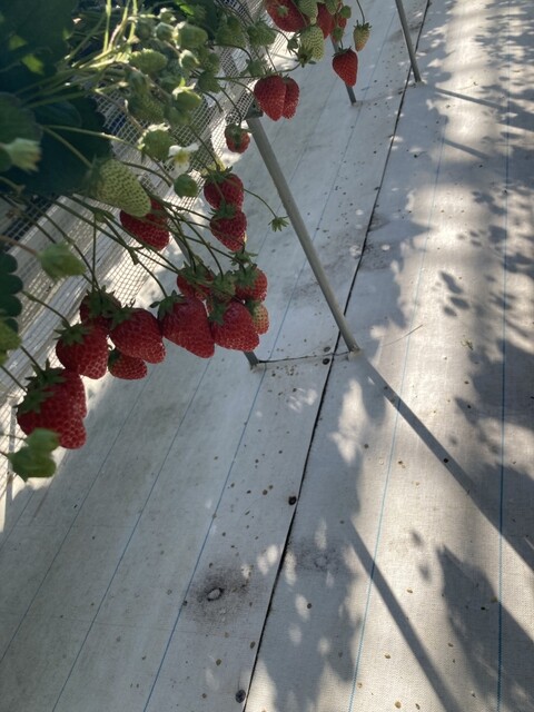 北上いちご園 - 柳原（その他）の写真