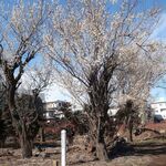 焼肉 セナラ - 梅（店舗近く）※2025年2月4日撮影，香り良き八分咲き