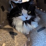 猫カフェ もふにゃん - 