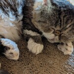 猫カフェ もふにゃん - 