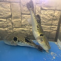 キュイジーヌ 福の舞 北新地店 - 