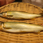 日本料理 太月 - 26年6月　郡上八幡鮎