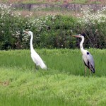 そば仁 - （2014年6月）近くの田んぼに大きな”さぎ”がいました。