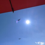 アマルフィイ デラセーラ - 