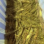 黒潮ダイニング パールロード店 - 