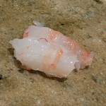 神田錦町 鮨たか晴 - ボタン海老