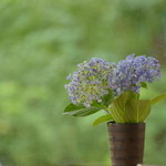 テーブルのあじさい