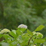 Lier・幡 - 窓の外にもあじさい