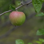 Lier・幡 - 庭のひめりんご